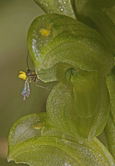Pterostylis mutica