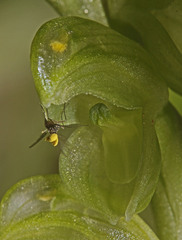 Pterostylis mutica