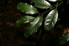 Cryptocarya sclerophylla