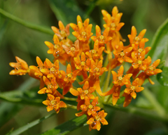Asclepias tuberosa