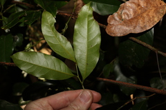 Cryptocarya sclerophylla