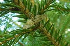 Eupithecia tantillaria