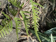 Pteris semipinnata