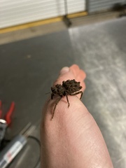 Poropterus intermedius