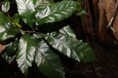 Sloanea australis