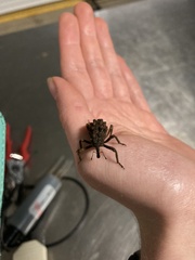 Poropterus intermedius