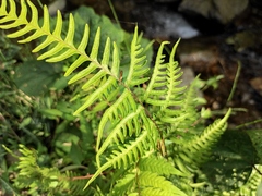 Pteris semipinnata