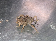 Poropterus intermedius