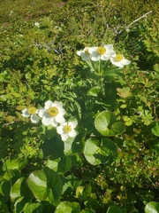 Anemonastrum sibiricum