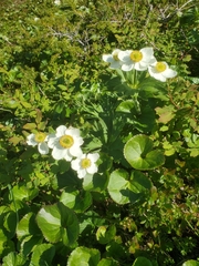 Anemonastrum sibiricum