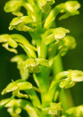 Platanthera flava herbiola