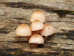 Mycena clarkeana