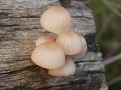 Mycena clarkeana