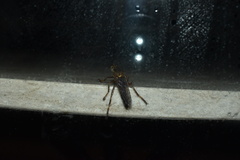 Dicranus