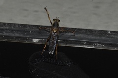 Dicranus