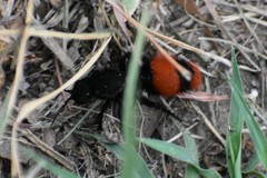 Dasymutilla clotho