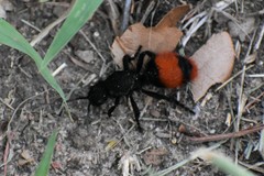 Dasymutilla clotho