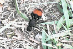 Dasymutilla clotho