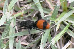 Dasymutilla clotho