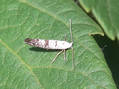 Argyresthia austerella