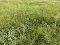 Heteranthera multiflora