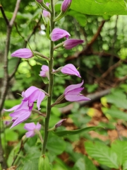 Cephalanthera rubra