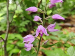 Cephalanthera rubra
