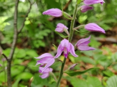 Cephalanthera rubra