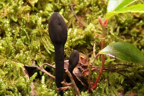 Geoglossum