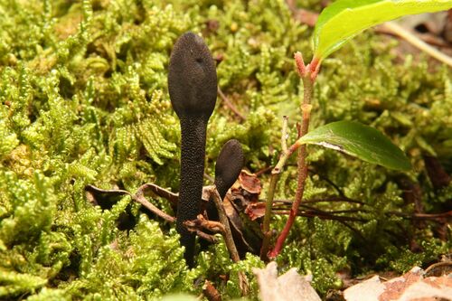 Geoglossum (Photo 2 of 2)