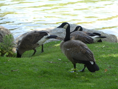 Branta canadensis