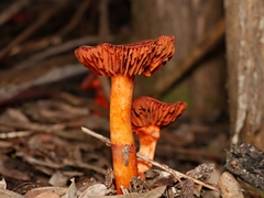 Cortinarius persplendidus