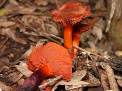 Cortinarius persplendidus