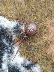 Enoplognatha caricis