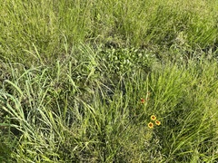 Heteranthera multiflora