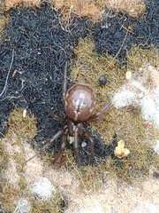 Enoplognatha caricis