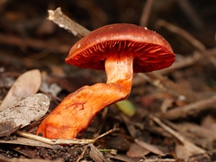 Cortinarius persplendidus