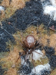 Enoplognatha caricis
