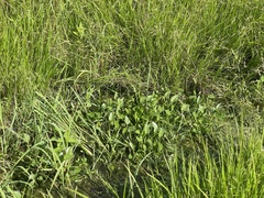 Heteranthera multiflora