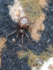 Enoplognatha caricis