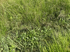 Heteranthera multiflora