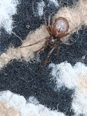 Enoplognatha caricis