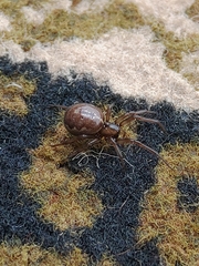 Enoplognatha caricis