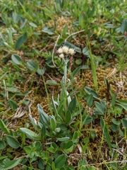 Antennaria carpatica