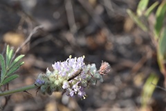 Dalea villosa grisea