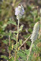 Dalea villosa grisea