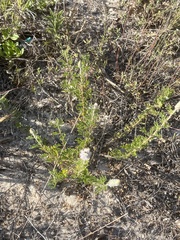 Dalea villosa grisea