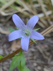 Campanula californica