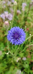 Centaurea cyanus
