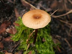 Entoloma readiae